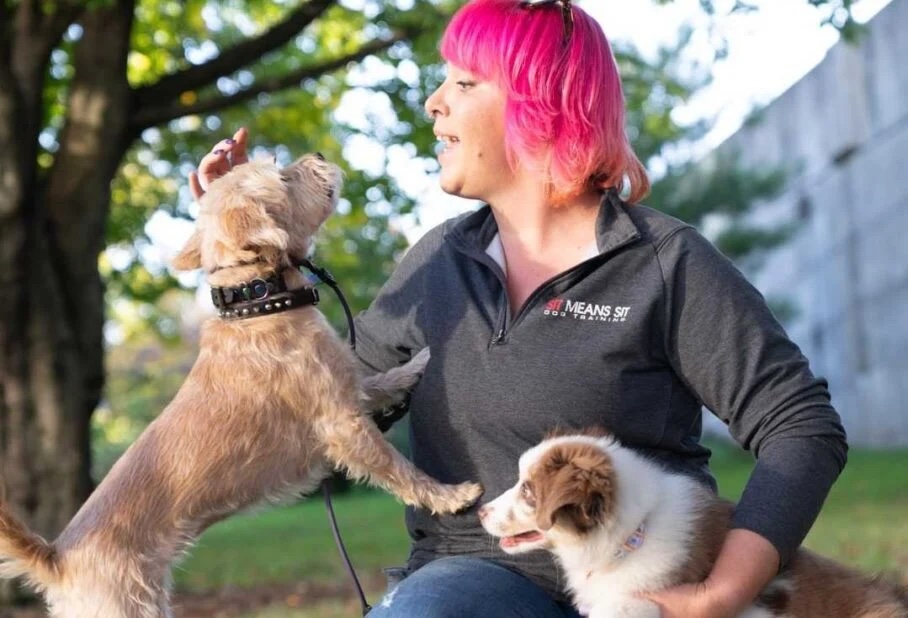 Sit Means Sit Pittsburgh Dog Trainer Is One Of Our  Clients